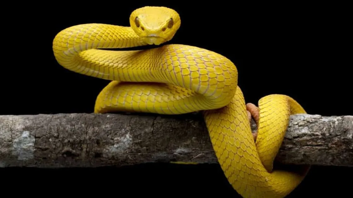 Arti Mimpi Tentang Ular dalam Permainan Togel Online