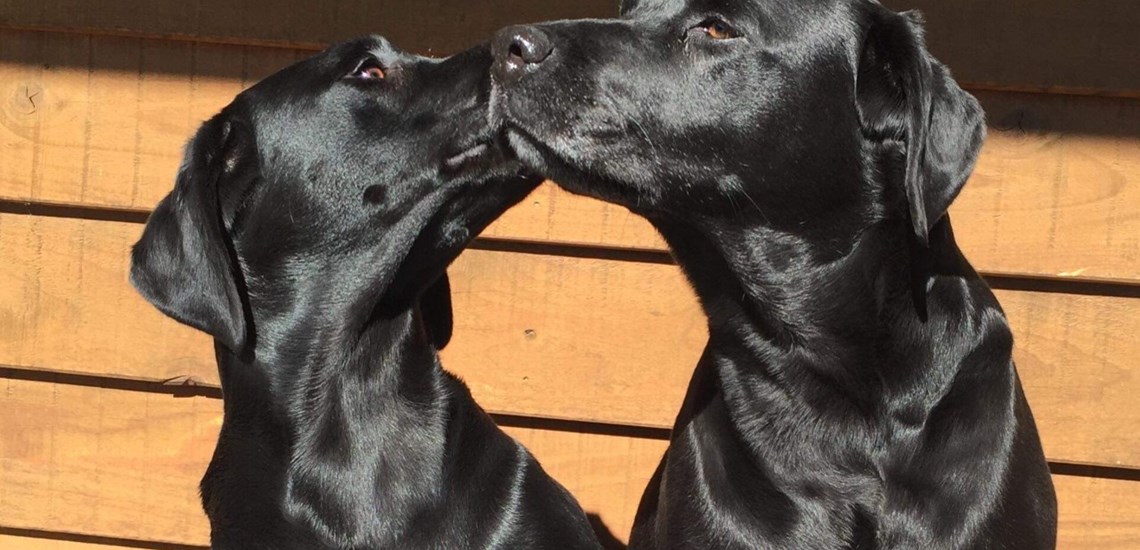 Cara Menghubungkan Mimpi dengan Togel Online