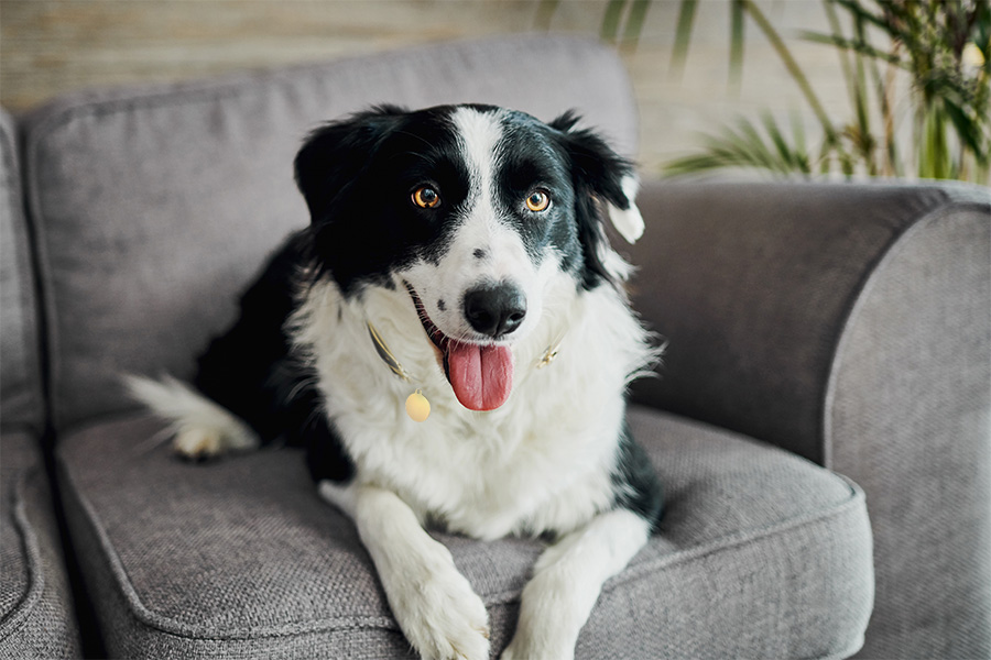 Tafsir Mimpi Gigi Copot dalam Dunia Togel